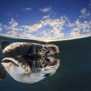 Juvenile green turtle (Chelonia mydas) reflected in the surface of the window with Juvenile green turtle (Chelonia mydas) reflected in the surface of the window with