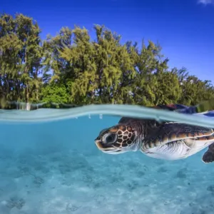 Juvenile Green turtle Print, split level view Juvenile Green turtle Print, split level view