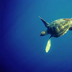 Juvenile Loggerhead turtle {Caretta caretta} underwater, Azores, Atlantic