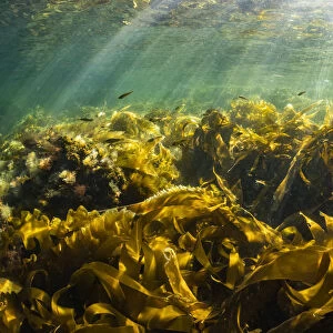 Juvenile Pollock (Pollachius virens) school within the protective fronds of kelp near Port Joli