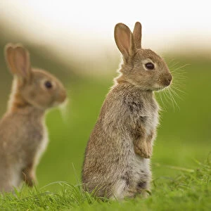Two juvenile Rabbits (Oryctolagus cuniculus) sitting upright near their warren. Norfolk, UK. June (non-ex)