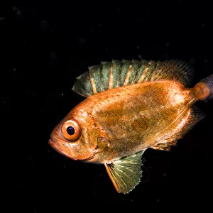 A juvenile soldierfish, possibly a Crescent-tail bigeye (Priacanthus hamrur) in the