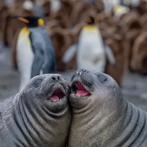 Juvenile Southern elephant seals (Mirounga leonina) practice fighting near a King penguin (Aptenodytes patagonicus) colony, Gold Harbour, South Georgia Island Juvenile Southern elephant seals (Mirounga leonina) practice fighting near a King penguin (Aptenodytes patagonicus) colony, Gold Harbour, South Georgia Island