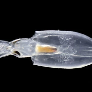 Juvenile Squid (Onychoteuthis sp. ) deep sea species from Atlantic Ocean off Cape Verde