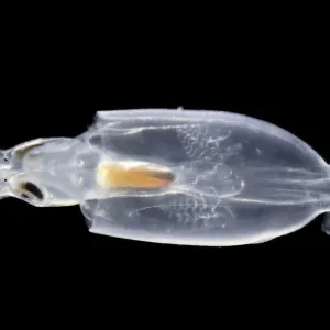 Juvenile Squid (Onychoteuthis sp. ) deep sea species from Atlantic Ocean off Cape Verde