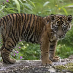 Juvenile Sumatran tiger print, four months old, captive in Indonesia Juvenile Sumatran tiger print, four months old, captive in Indonesia
