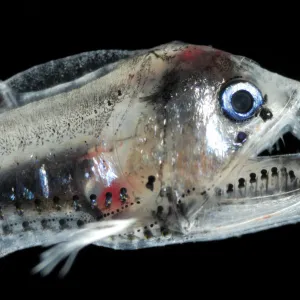 Juvenile Viperfish {Chauliodus sloani}, Atlantic ocean