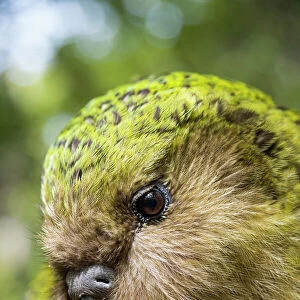 Kakapo (Strigops habroptilus) close up showing sensory facial feathers, Codfish Island