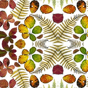 Kaleidoscopic image of Bramble leaves (Rubus fruticosus