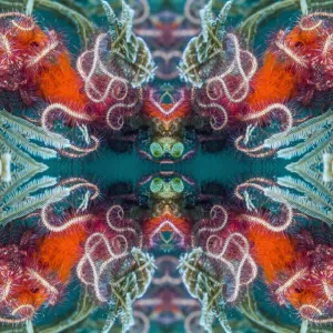 Kaleidoscopic image of Brittlestars. Indonesia Kaleidoscopic image of Brittlestars. Indonesia