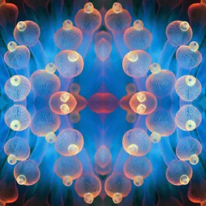 Kaleidoscopic image of Bubble tip anemone (Entacmaea quadricolor). Raja Ampat, West Papua Kaleidoscopic image of Bubble tip anemone (Entacmaea quadricolor). Raja Ampat, West Papua