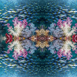 Kaleidoscopic image of coral reef with soft corals (Dendropnethya) shoal of Yellow back fusilliers