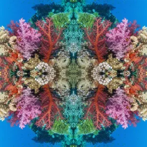 Kaleidoscopic Coral Print Kaleidoscopic Coral Print