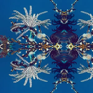 Kaleidoscopic image of Feather stars (Crinoidea) and Gorgonian wrapper anemone