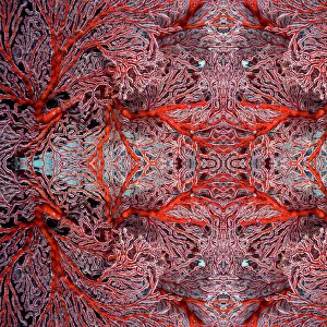 Kaleidoscopic image of gorgonian coral. Misool, Raja Ampat, West Papua, Indonesia