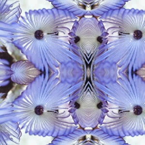Kaleidoscopic image of Variegated feather duster (Bispira variegata), Sabellidae