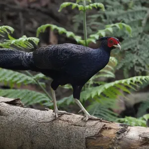 Kalij pheasant print, Tongbiguan Nature Reserve Kalij pheasant print, Tongbiguan Nature Reserve