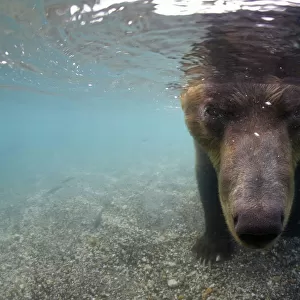 Kamchatcka brown bear (Ursus arctos beringianus) with face underwater whilst fishing