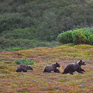 Kamchatka brown bear (Ursus arctos) mother and yearling cubs on autumn tundra