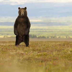 Kamchatka Brown Bear (Ursus arctos beringianus) stands on its back legs to more easily