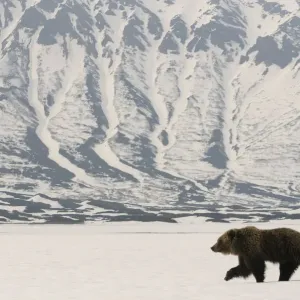 Kamchatka Brown Bear (Ursus arctos beringianus) recently risen from hibernation in Kamchatka Brown Bear (Ursus arctos beringianus) recently risen from hibernation in