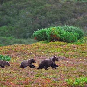 Kamchatka brown bear (Ursus arctos) mother and yearling cubs on autumn tundra, Lorran Peninsula, Kronotsky Nature Reserve, Kamchatka Peninsula, Russia Kamchatka brown bear (Ursus arctos) mother and yearling cubs on autumn tundra, Lorran Peninsula, Kronotsky Nature Reserve, Kamchatka Peninsula, Russia