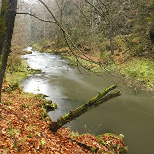 Kamenice River flowing past large rocks in wood, Hrensko, Ceske Svycarsko / Bohemian