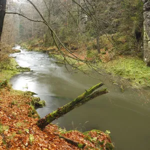 Kamenice River flowing past large rocks in wood, Hrensko, Ceske Svycarsko / Bohemian