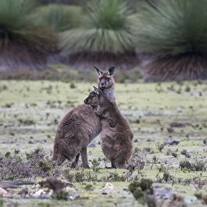 Two Kangaroo Island kangaroo joeys (Macropus fuliginosus fuliginosus)