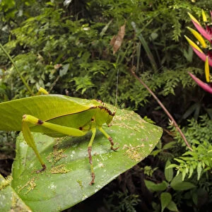 Katydid / Bush Cricket (Tettigoniidae) camouflaged amongst cloud forest understory vegetation