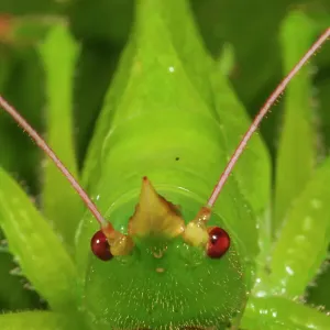 Katydid (Copiphora) portrait. Los Tuxtlas Biosphere Reserve, Mexico. July Katydid (Copiphora) portrait. Los Tuxtlas Biosphere Reserve, Mexico. July