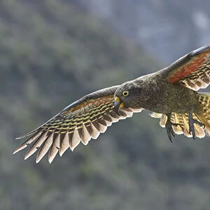 Kea (Nestor notabilis) juvenile in flight. Arthurs Pass National Park, South Island