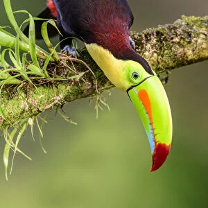 Keel-billed toucan (Ramphastos sulfuratus) looking downwards, perched on branch