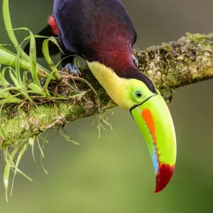Keel-billed toucan (Ramphastos sulfuratus) looking downwards, perched on branch Keel-billed toucan (Ramphastos sulfuratus) looking downwards, perched on branch