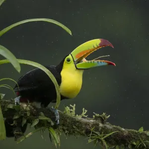 Keel-billed toucan print, perched on a branch Keel-billed toucan print, perched on a branch