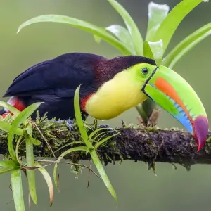 Keel-billed toucan (Ramphastos sulfuratus) perched on branch amongst epiphytes Keel-billed toucan (Ramphastos sulfuratus) perched on branch amongst epiphytes