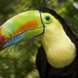 Portrait du Toucan à bec jaune (Ramphastos sulfuratus), Captif, trouvé au Mexique à la Vénézuéla. Portrait du Toucan à bec jaune (Ramphastos sulfuratus), Captif, trouvé au Mexique à la Vénézuéla.