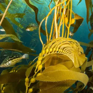 Pez de kelp (Paralabrax clathratus) en bosque de kelp gigante (Macrocystis pyrifera). Pez de kelp (Paralabrax clathratus) en bosque de kelp gigante (Macrocystis pyrifera).
