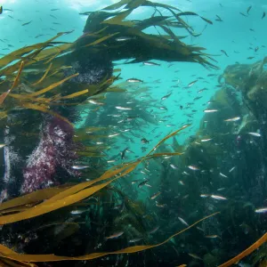 Kelp forest (Laminaria digitata) with small fish, Shetland, Scotland, UK, July