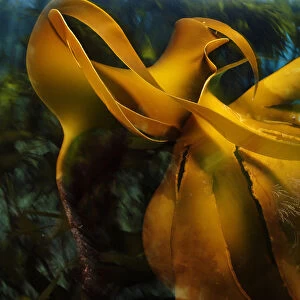 Kelp forest (Laminaria hyperborea), Atlantic Ocean, North West Norway, March