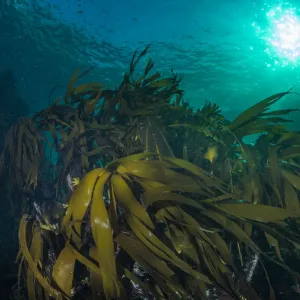 Kelp forest (Laminaria hyperborea) in the clear seas of Scotland, UK, September