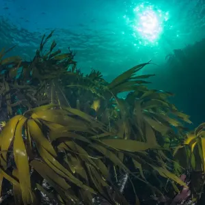 Kelp Forest Print, Scotland, September Kelp Forest Print, Scotland, September