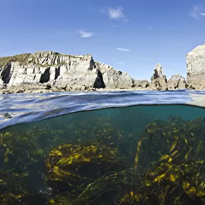 Kelp forest (Laminaria sp) growing beneath the cliffs of Lundy Island, Devon, UK