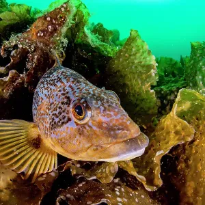 Kelp Greenling Print, Female on Kelp Bed Kelp Greenling Print, Female on Kelp Bed