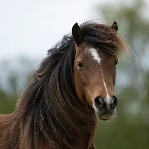 Kerry bog pony, gelding, a rare breed, head portrait, County Kerry, Republic of Ireland. April Kerry bog pony, gelding, a rare breed, head portrait, County Kerry, Republic of Ireland. April