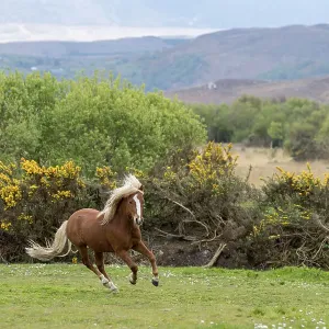 Kerry bog pony, stallion, a rare breed, running, County Kerry, Republic of Ireland. April Kerry bog pony, stallion, a rare breed, running, County Kerry, Republic of Ireland. April