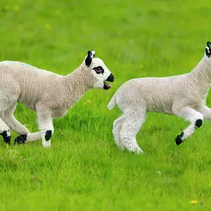 Moutons de Kerry Hill, agneaux printaniers en cours de course, Angleterre, Royaume-Uni. Moutons de Kerry Hill, agneaux printaniers en cours de course, Angleterre, Royaume-Uni.