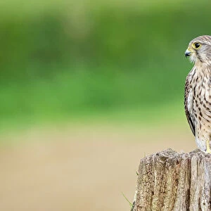 Kestrel (Falco tinnunculus) female, perched on tree stump, UK. April