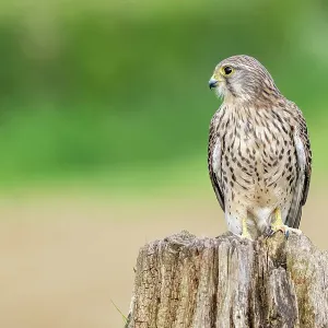 Kestrel (Falco tinnunculus) female, perched on tree stump, UK. April Kestrel (Falco tinnunculus) female, perched on tree stump, UK. April