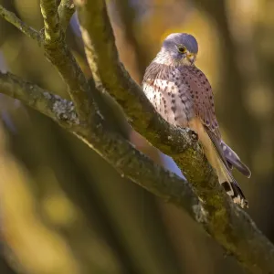 Kestrel (Falco tinnunculus) male, Hampstead Heath, England, UK Kestrel (Falco tinnunculus) male, Hampstead Heath, England, UK